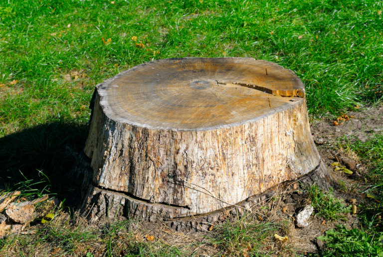 Tree Removal | Tree Serivce | Brown Tree Service | 847-550-8733