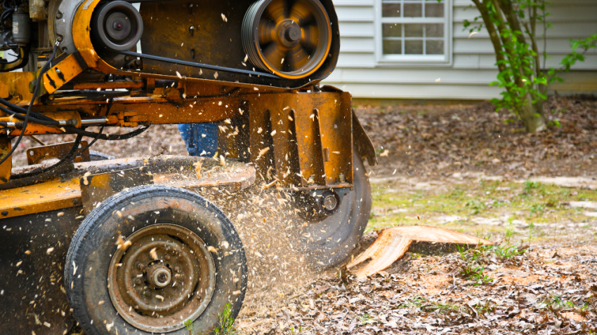 Stump removal company in Glenview Illinois