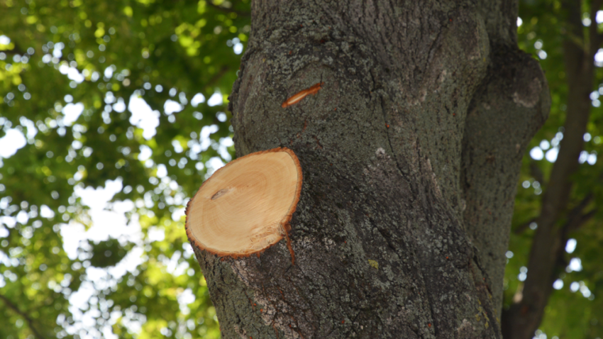 Tree pruning company in Park Ridge Illinois