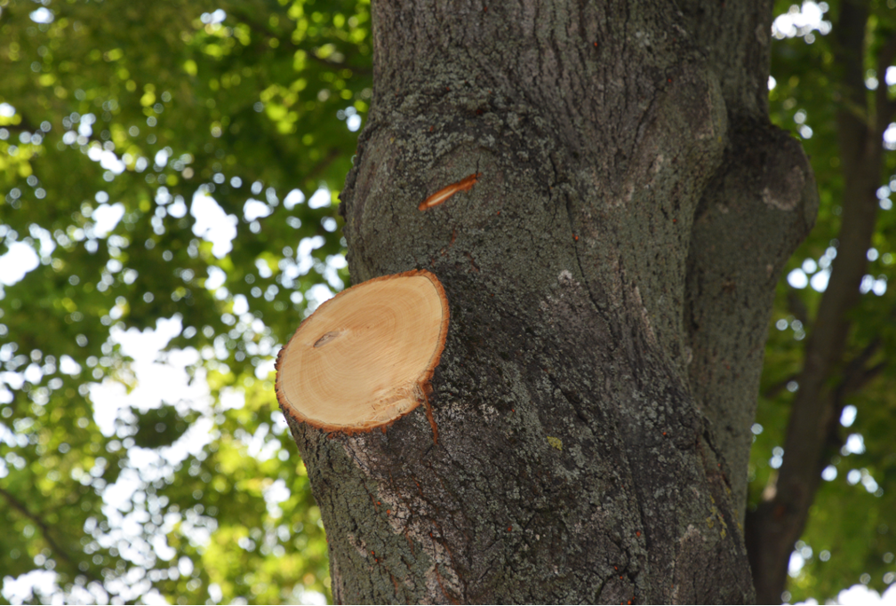 Tree pruning company in Park Ridge Illinois