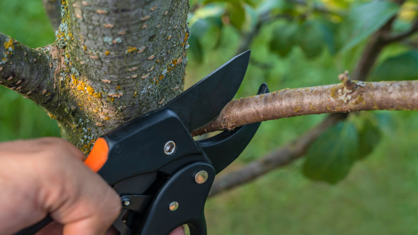 Tree pruning company in Wilmette Illinois