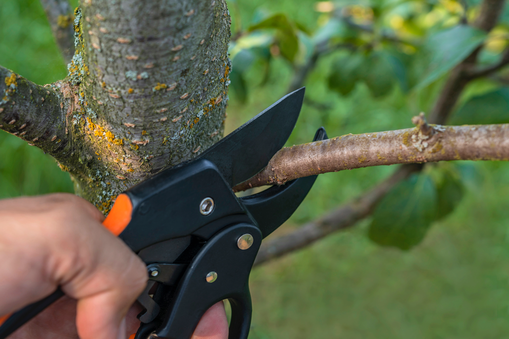 Tree pruning company in Wilmette Illinois