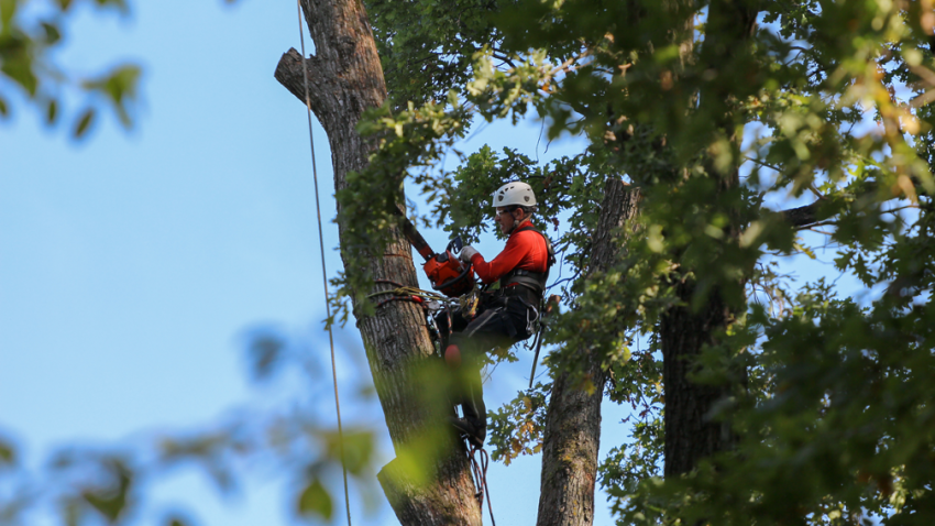 Tree removal company in Glenview Illinois