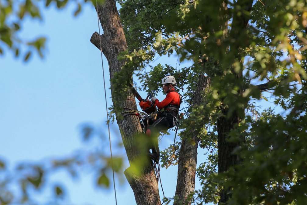 Tree removal company in Glenview Illinois