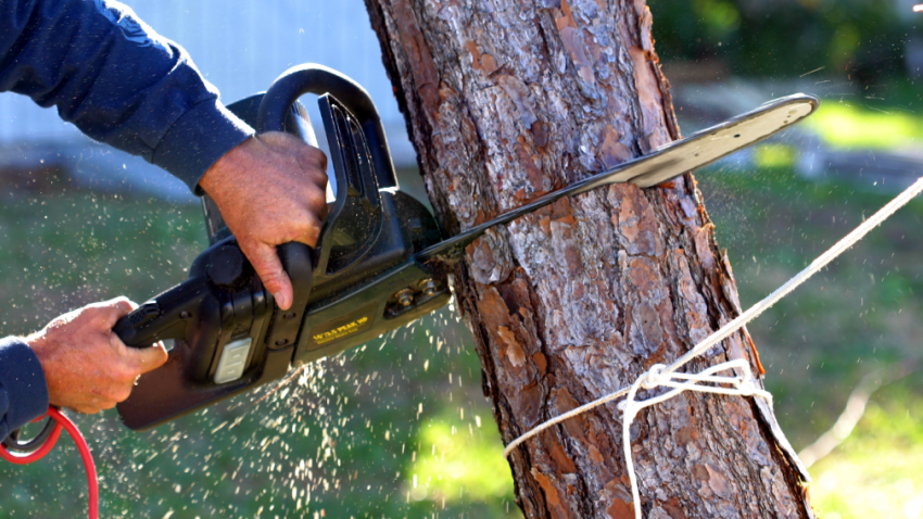 Tree removal company in Park Ridge Illinois