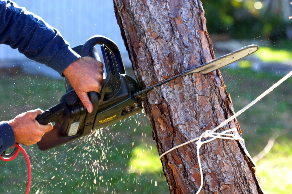 Tree removal company in Park Ridge Illinois