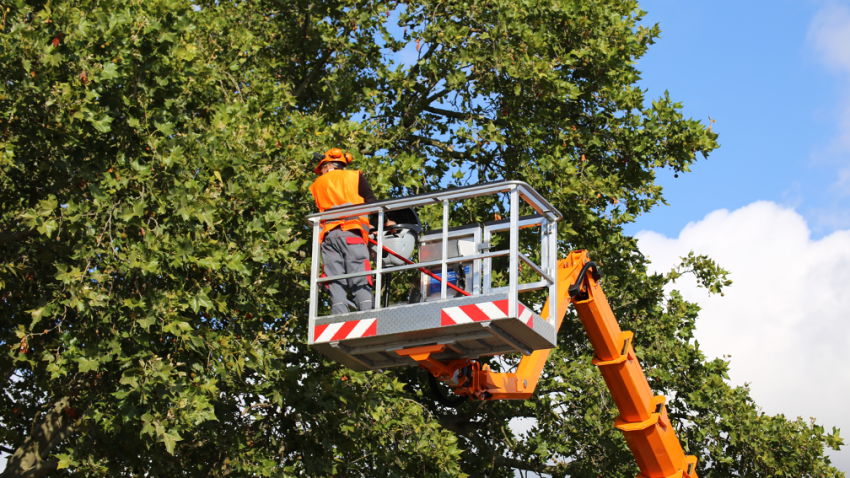 Tree trimming company in Lake Zurich Illinois