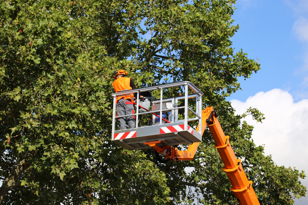 Tree trimming company in Lake Zurich Illinois