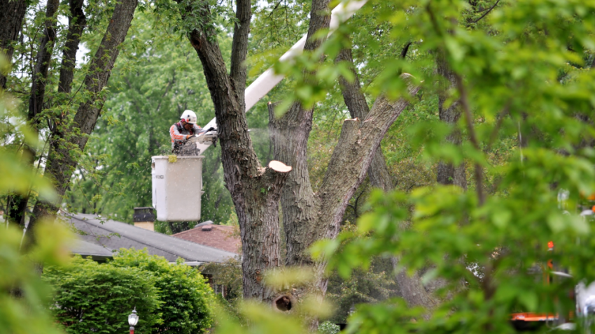 Tree trimming company in Palatine Illinois