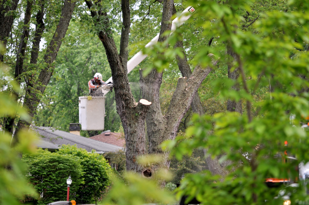 Tree trimming company in Palatine Illinois