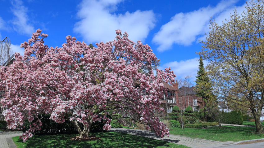 Tree care company in Wilmette Illinois