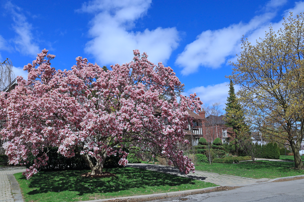 Tree care company in Wilmette Illinois