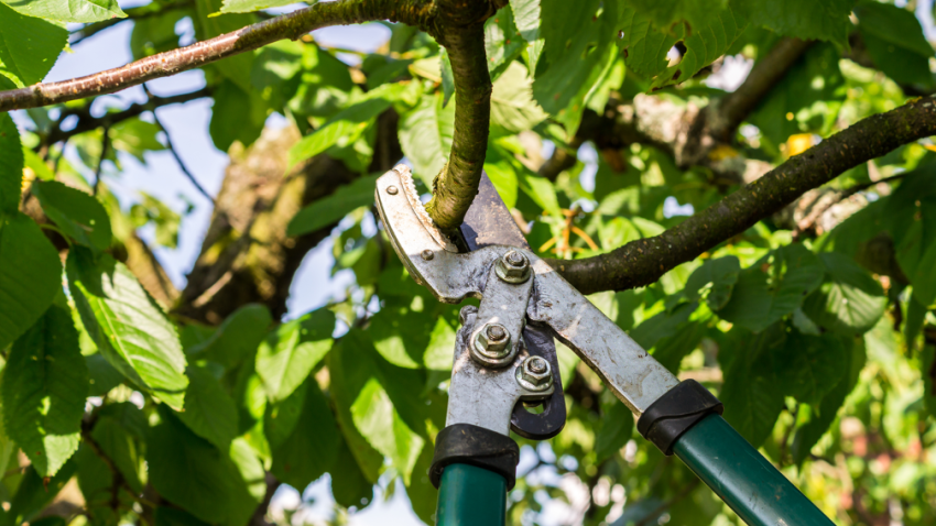 Tree pruning company in Palatine Illinois