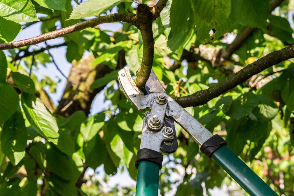 Tree pruning company in Palatine Illinois