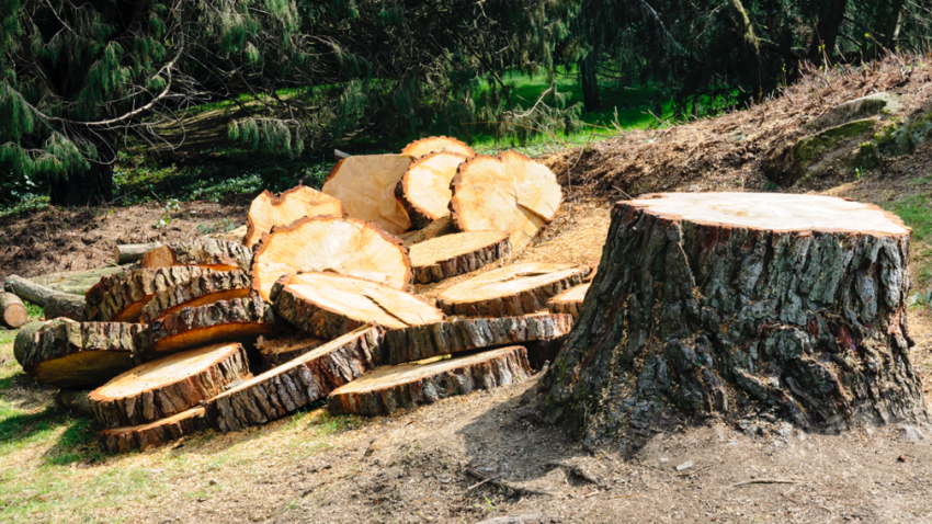 Tree removal companies in Long Grove Illinois