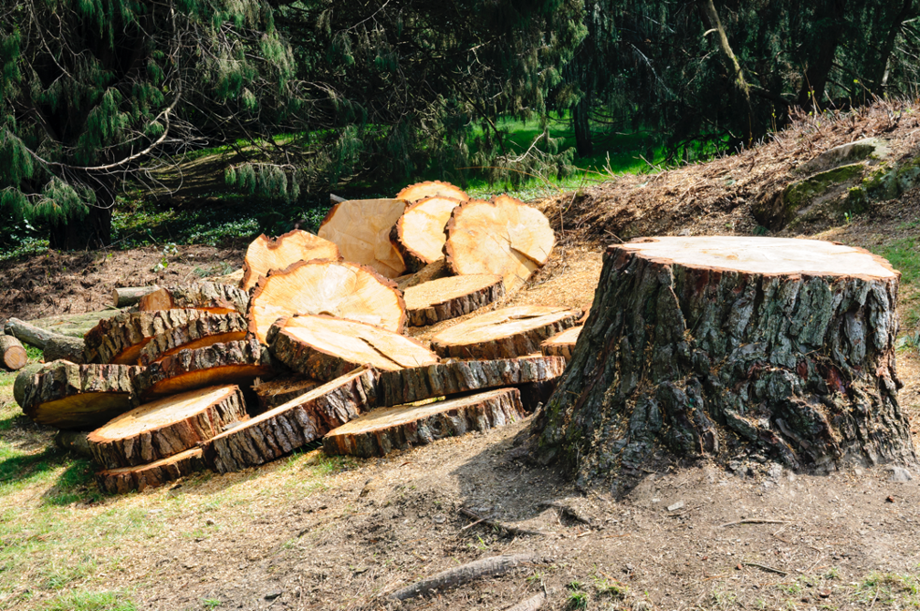 Tree removal companies in Long Grove Illinois