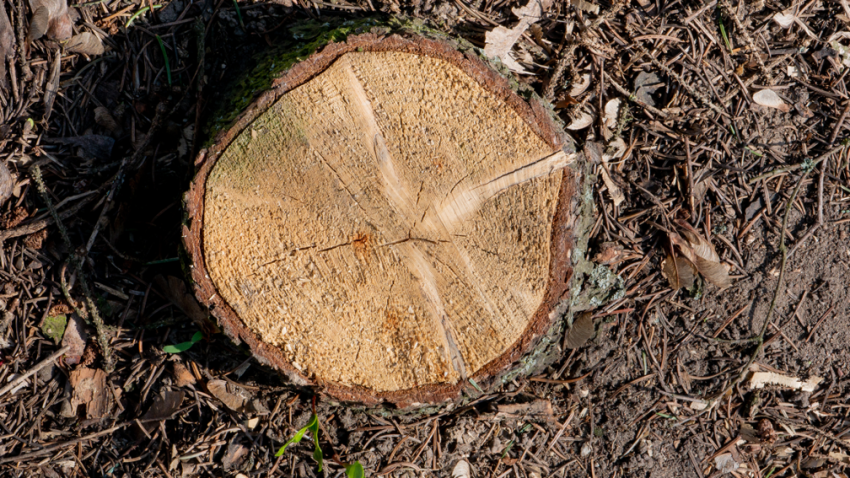 Stump removal contractor in Highland Park Illinois