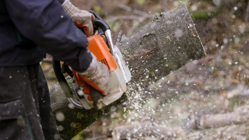 Tree trimming contractor in Buffalo Grove Illinois