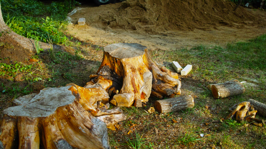 Stump removal contractor in Lake Forest Illinois