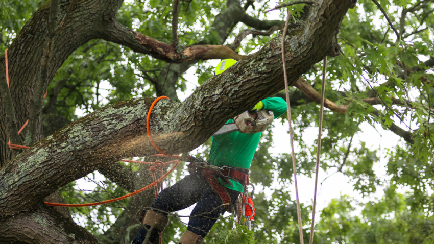 Tree removal contractor in Lake Zurich Illinois