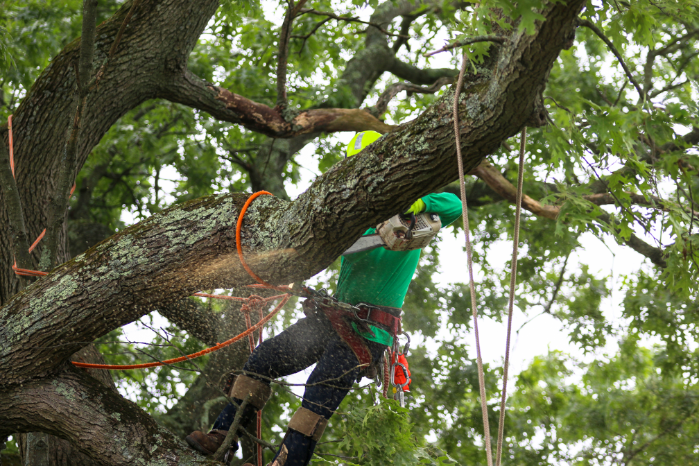 Tree removal contractor in Lake Zurich Illinois