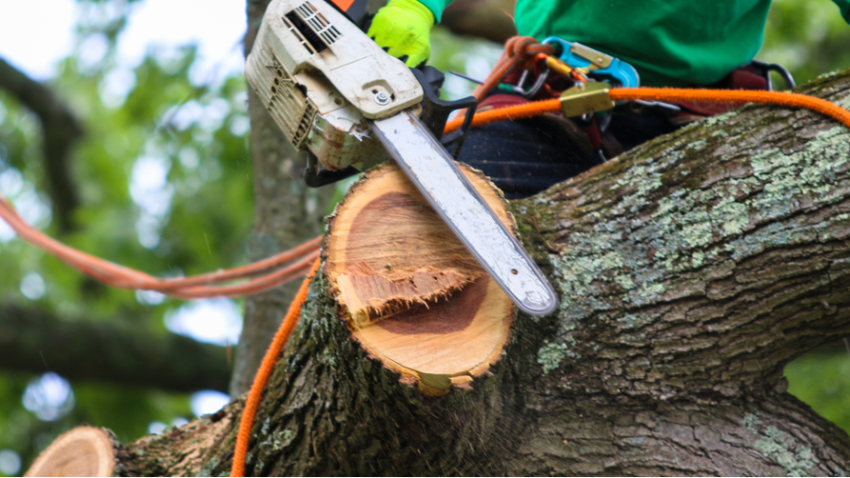 Tree care companies in Winnetka Illinois