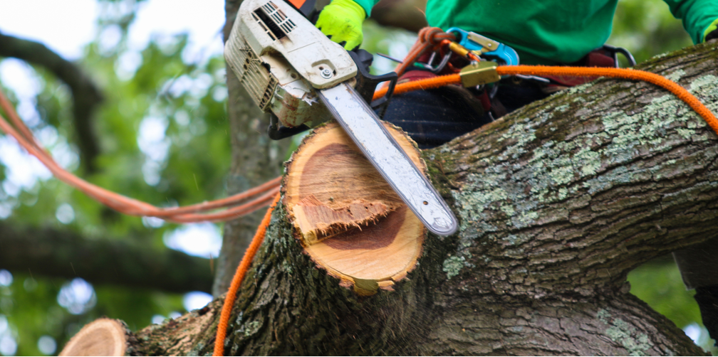 Tree care companies in Winnetka Illinois