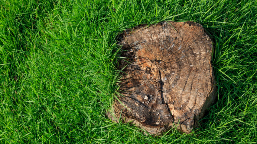 Stump removal contractor in Park Ridge Illinois