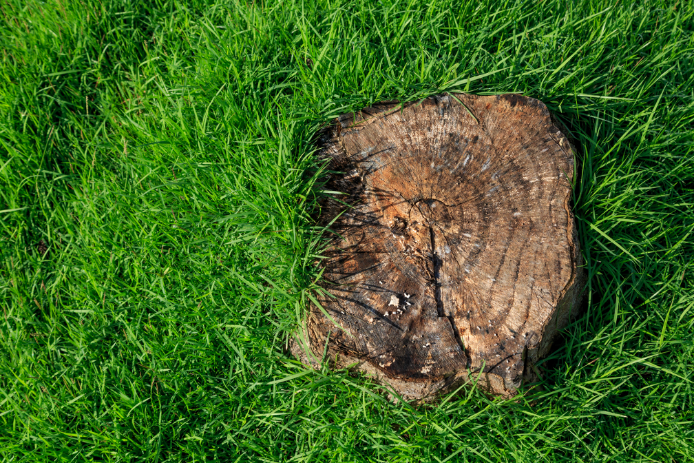 Stump removal contractor in Park Ridge Illinois