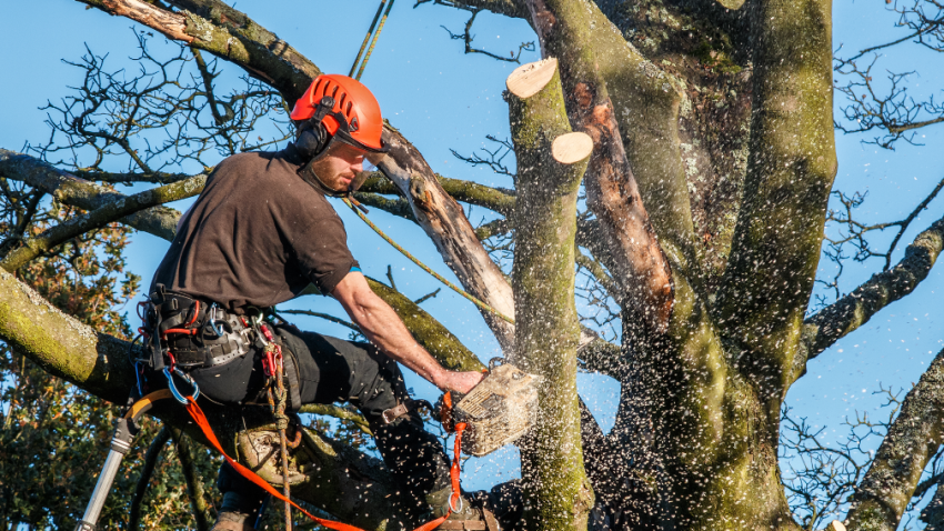 Tree trimming contractor in Glenview Illinois