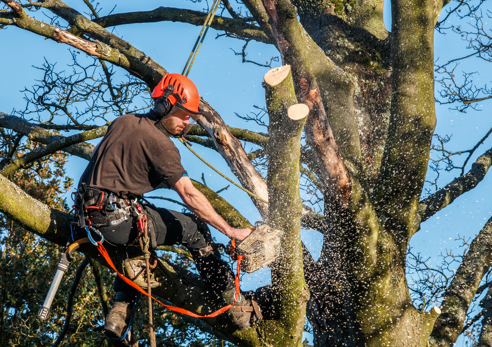 Tree trimming contractor in Glenview Illinois