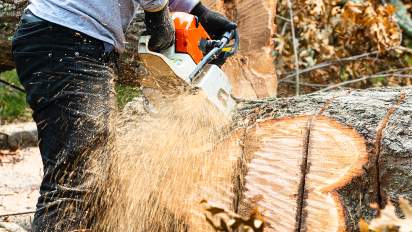 Tree removal contractor in Arlington Heights Illinois