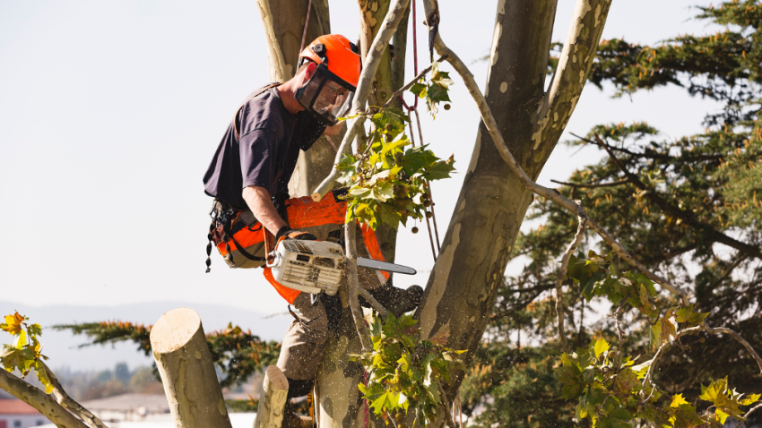 Tree pruning contractor in Deer Park Illinois