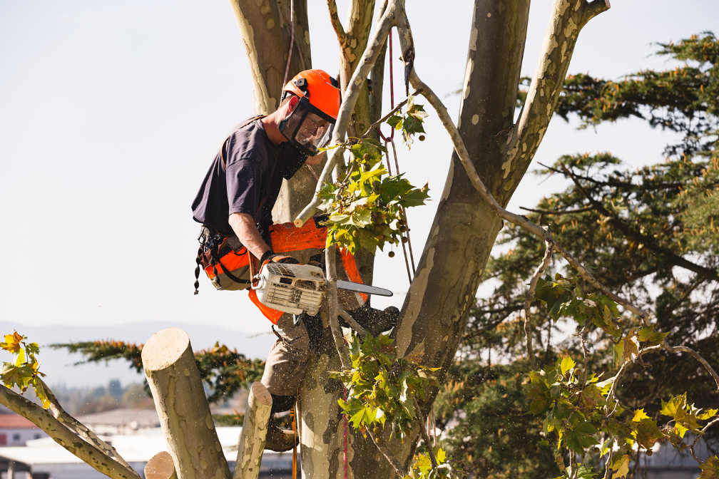 Tree pruning contractor in Deer Park Illinois