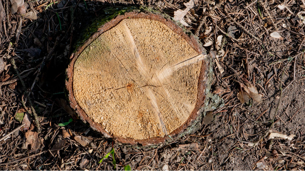 Stump removal company in Palatine Illinois