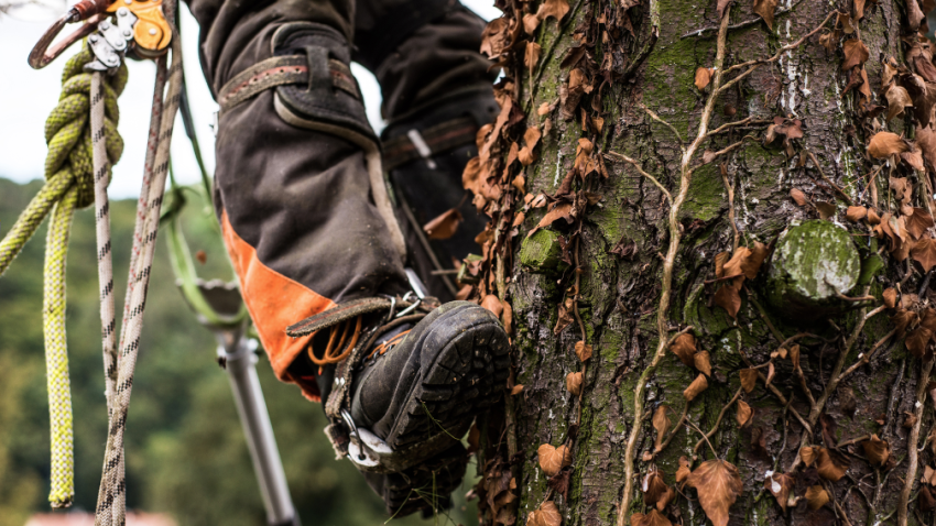 Tree care company in Long Grove Illinois