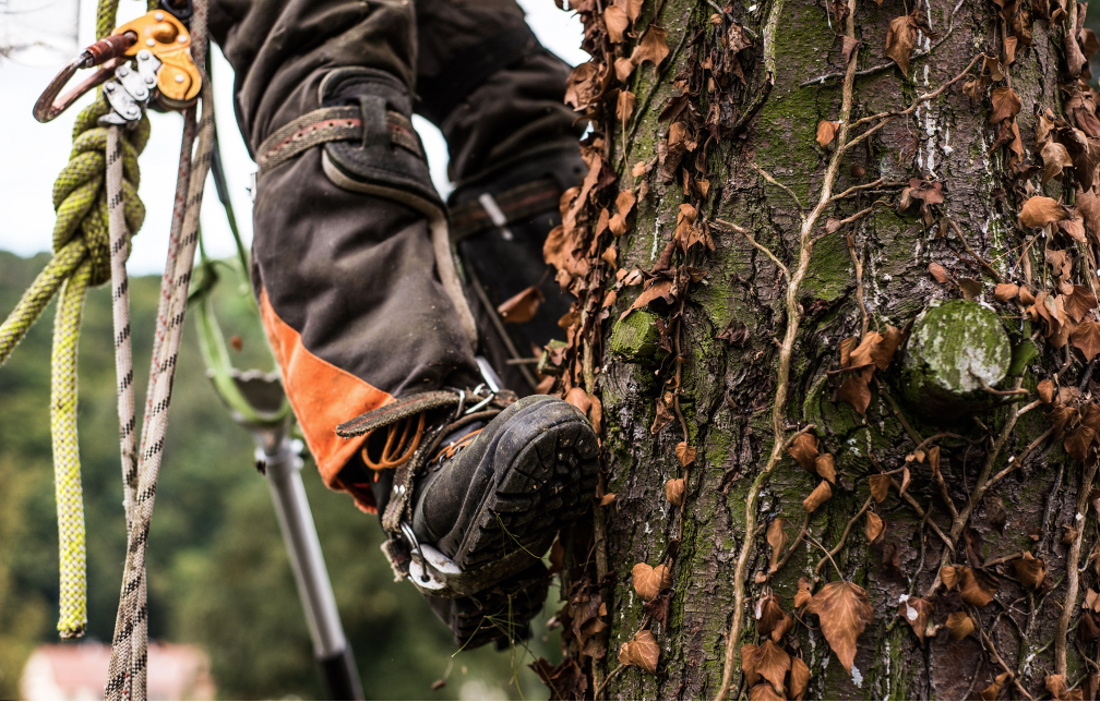 Tree care company in Long Grove Illinois