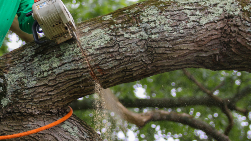 Tree trimming company in Buffalo Grove Illinois