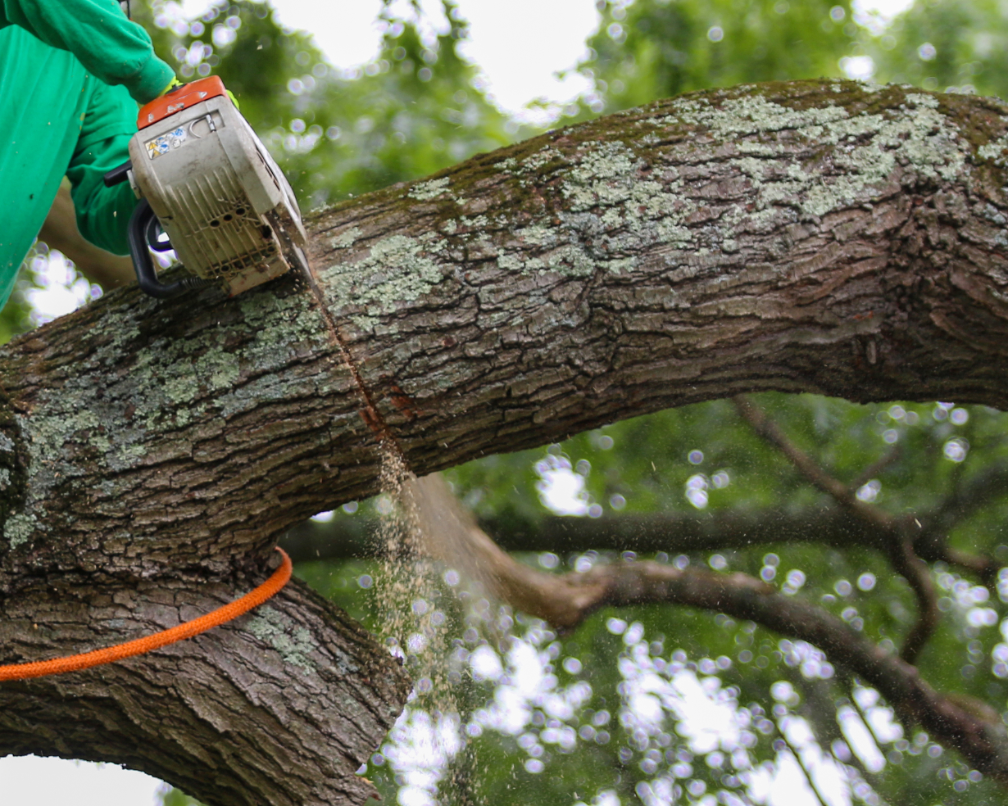 Tree trimming company in Buffalo Grove Illinois