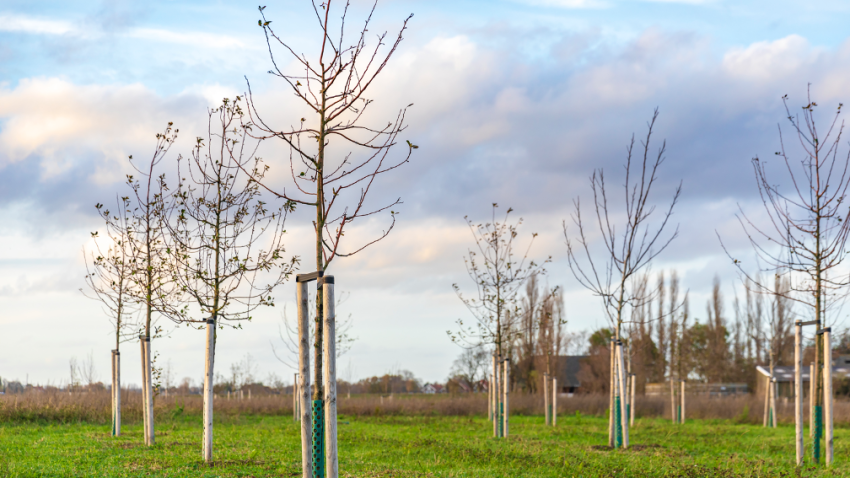 Tree care company in lake Forest Illinois