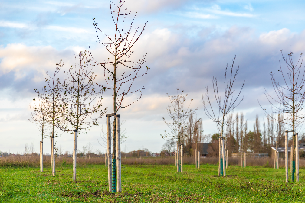 Tree care company in lake Forest Illinois