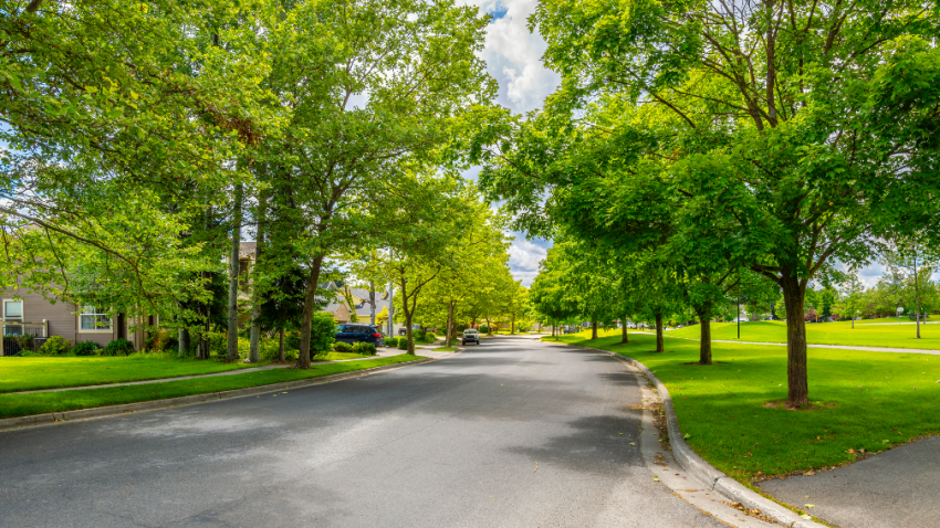 Tree care company in Park Ridge Illinois