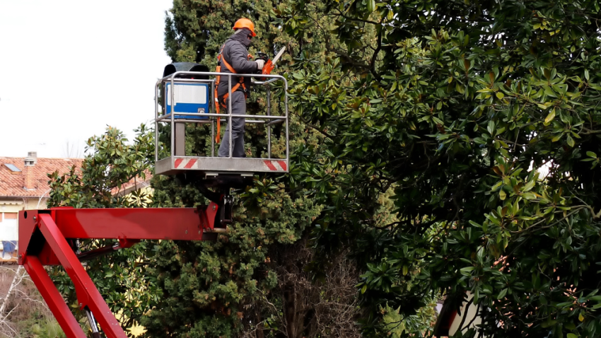 Tree trimming contractors in Glenview Illinois