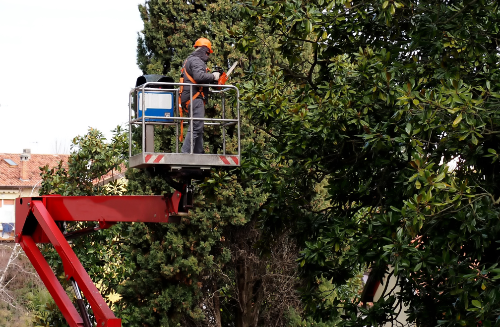 Tree trimming contractors in Glenview Illinois