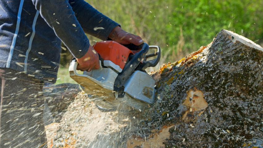 Tree removal company in Barrington Illinois