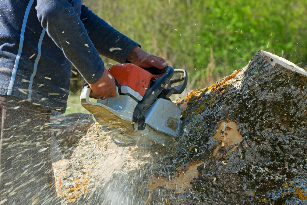 Tree removal company in Barrington Illinois