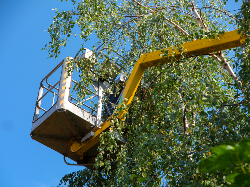 Tree trimming companies in Palatine Illinois