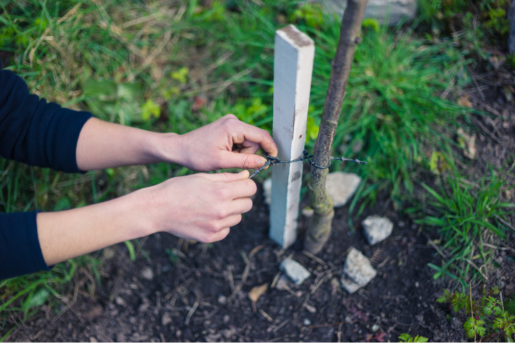 Tree care contractor in Highland Park Illinois