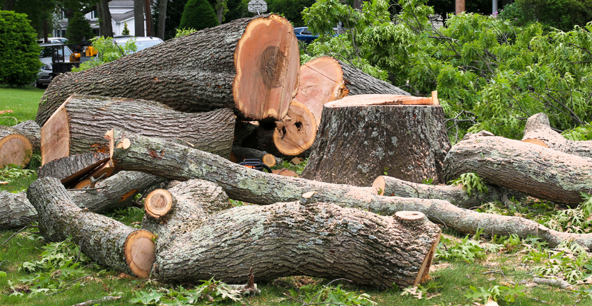 Tree Removal Company in Glenview, Illinois