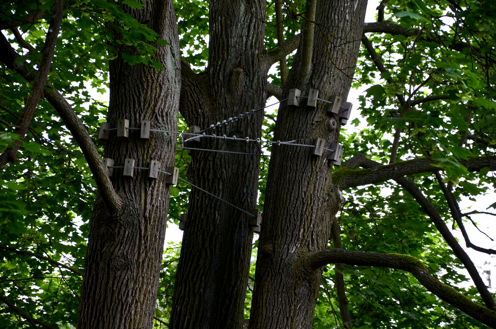 Tree Care Contractor in Lake Bluff, Illinois